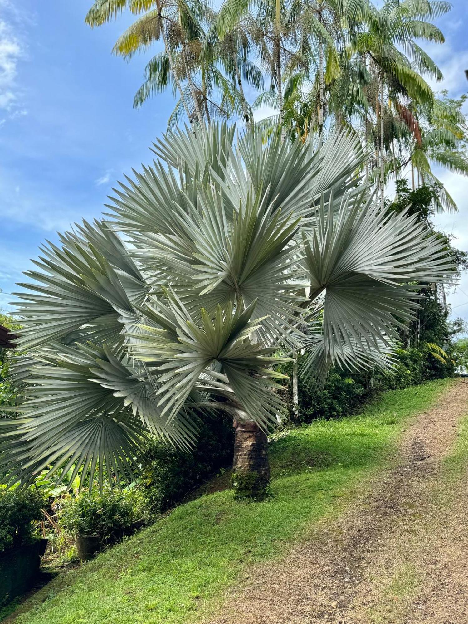 Casa Selvatica San Luis (Osa, Puntarenas)